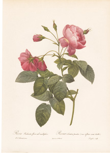 Vintage Pierre-Joseph Redoute roses and flowers